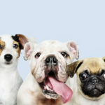 Group portrait of adorable puppies