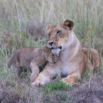 Lion Mamma